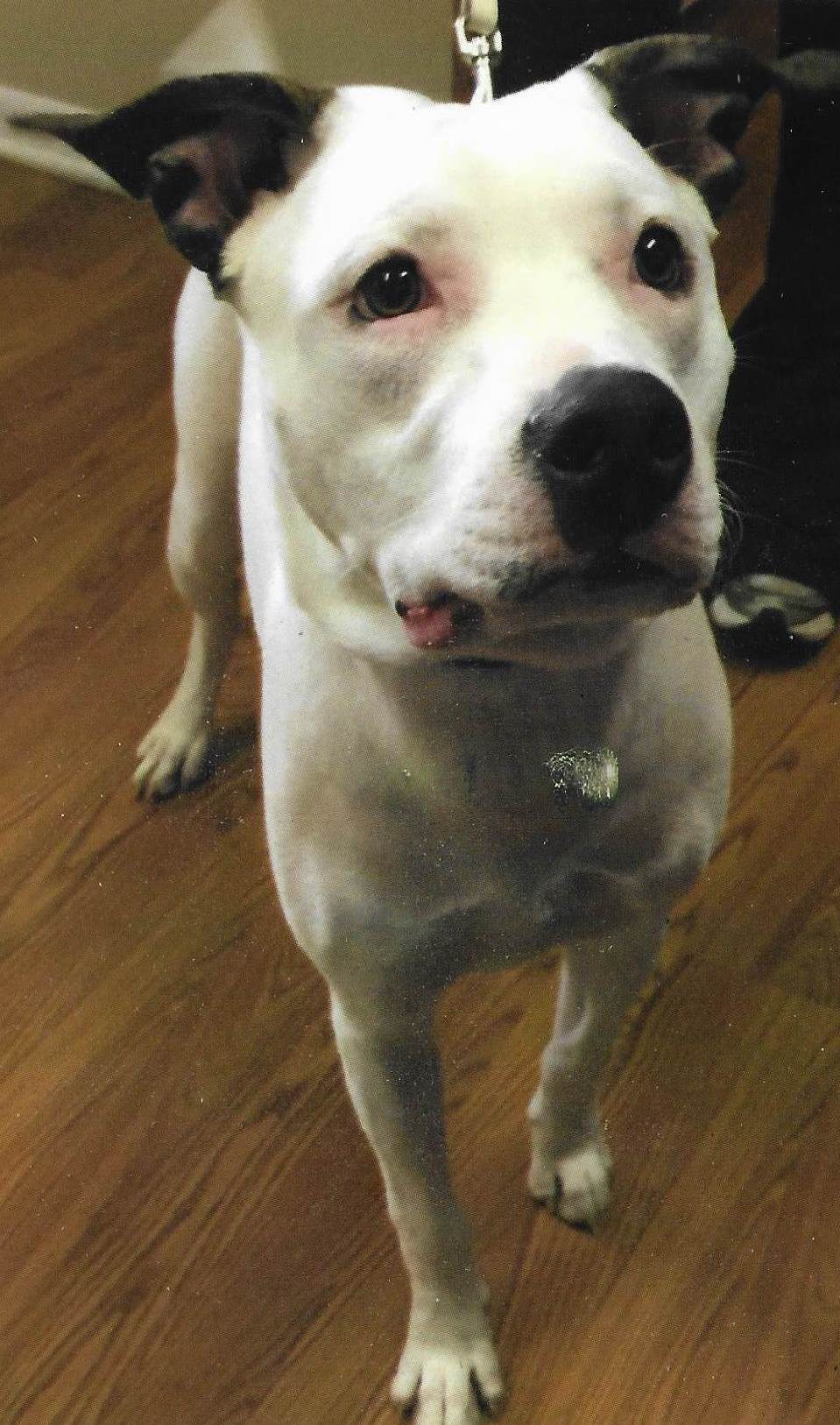 /lostandfound/images/lnfpets/original/24384_42991_Moochie pic2.jpg